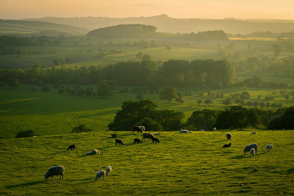 West Sussex views