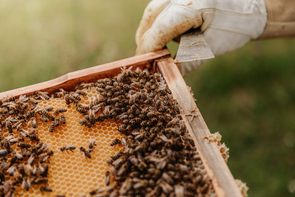 bees from West Sussex