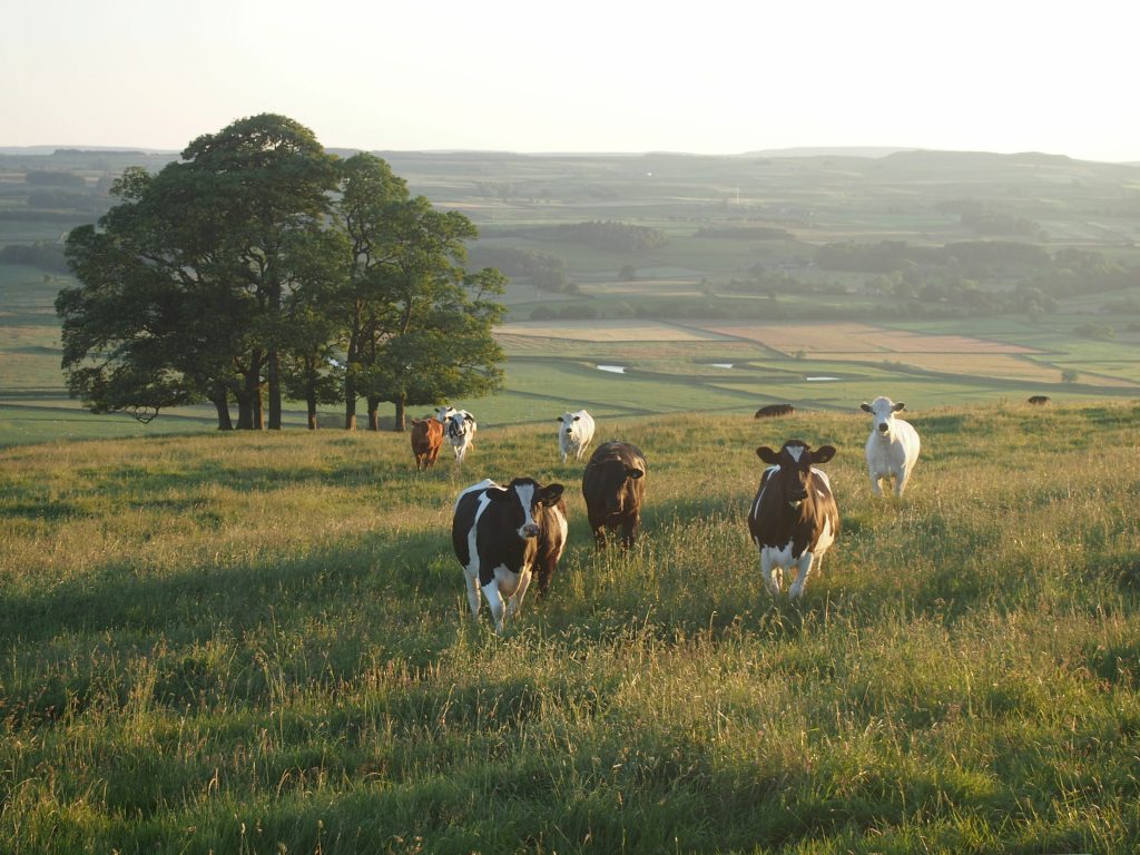 cows on farm in Sussex