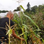 Head Chef at Mereworth Market Garden