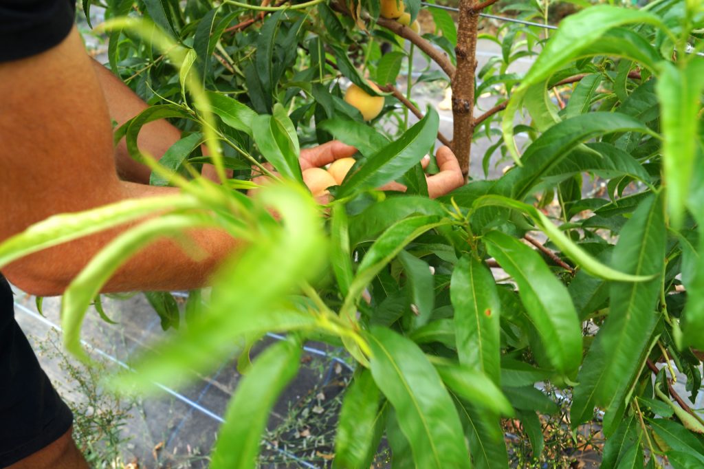 Mereworth Market Garden peaches