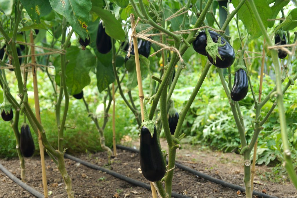 Mereworth Market Garden aubergines