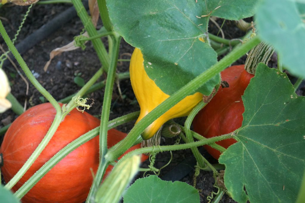 Mereworth Market Garden squash